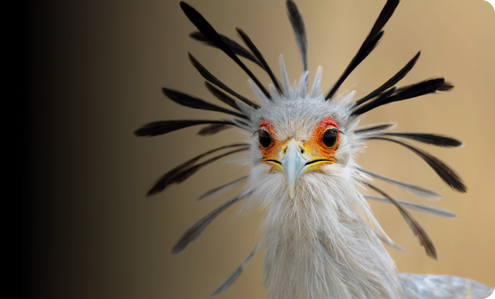 Close-up of a secretary bird, a large African bird of prey with a long crest of feathers on its head.