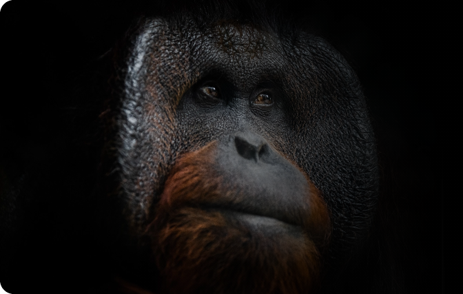 Black orangutan