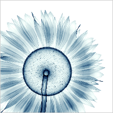 A stylized, monochromatic image of a flower