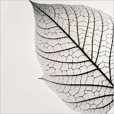 A detailed, high-contrast image of a leaf showing its intricate vein structure.