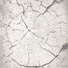 A grayscale image of a tree trunk cross-section highlighting the growth rings and cracks.