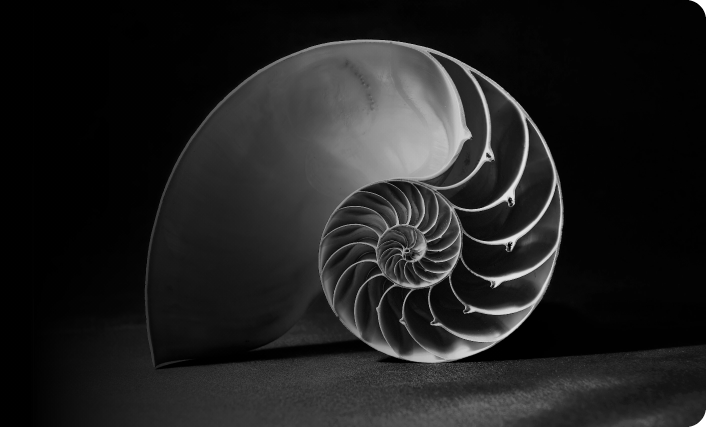 A black and white photograph of a nautilus shell, showcasing its intricate spiral structure.