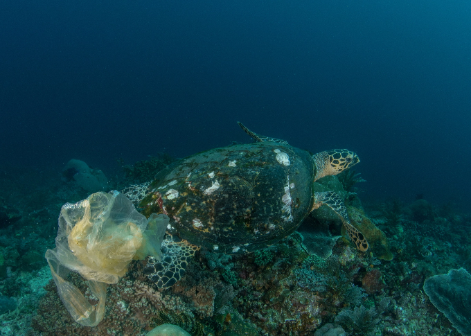 Sea turtle swimming with a plastic bag caught on its shell, highlighting ocean pollution