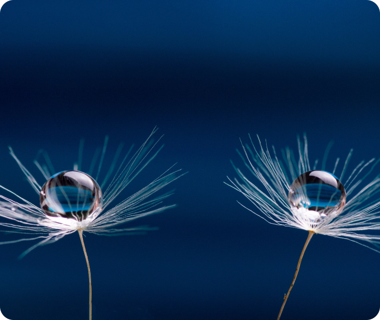 Dandelion seeds with water droplets